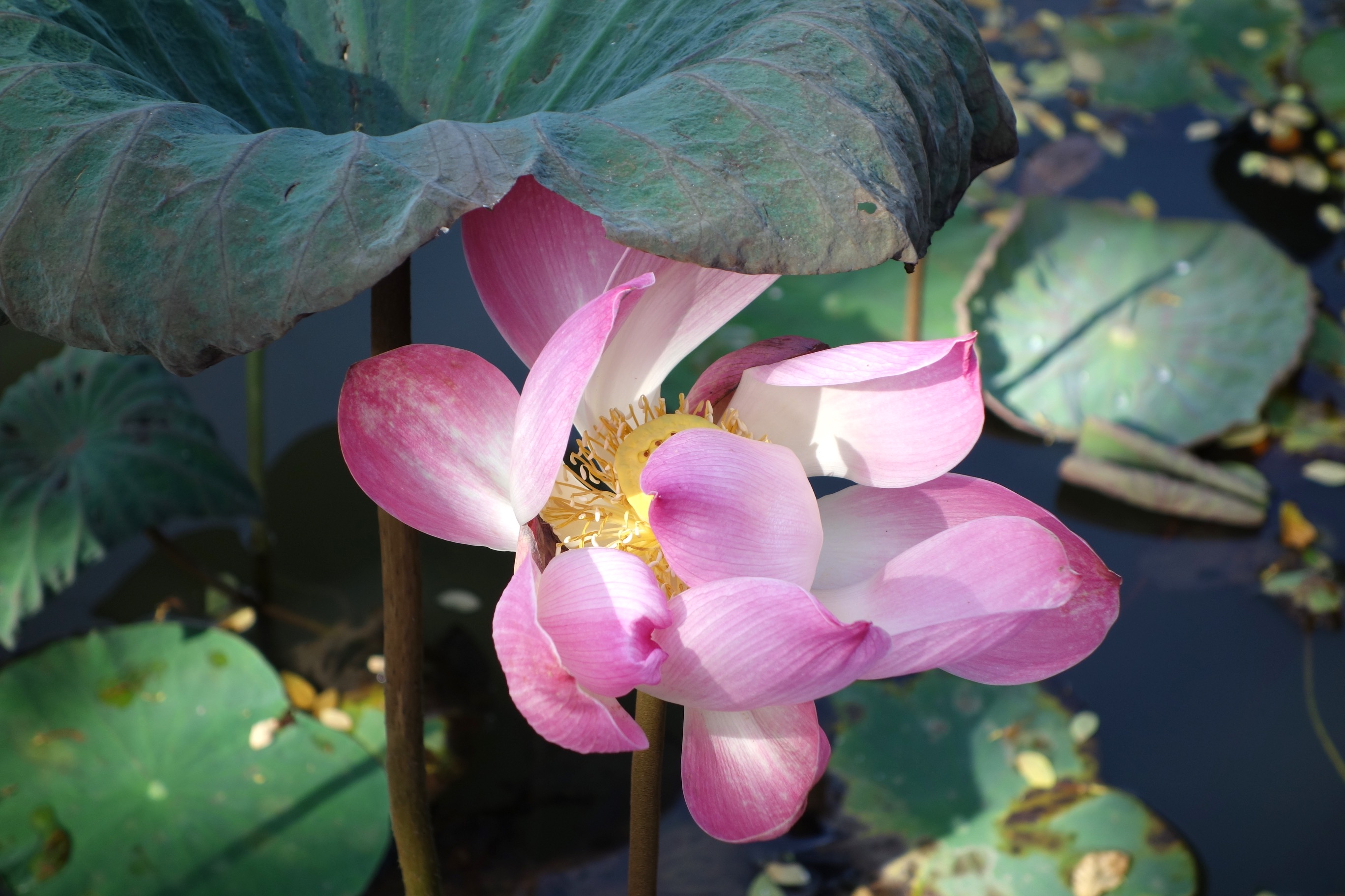 Eine Lotusblume als Sinnbild für Selbstpflege